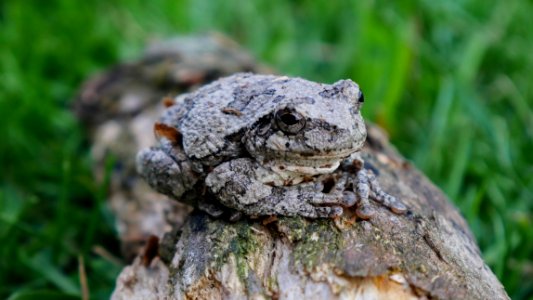 Indiana, United states, Nature