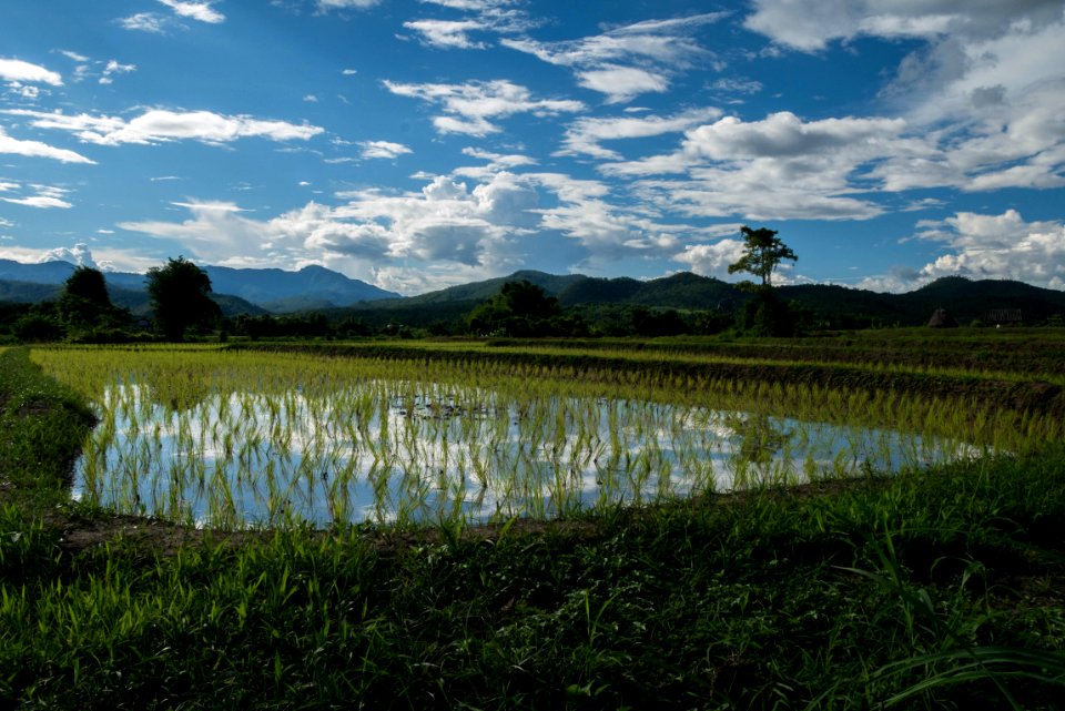 Water, Ricefields, Nature