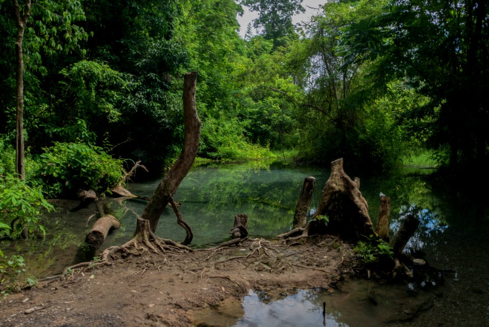 Trees, Nationalpark, Thail