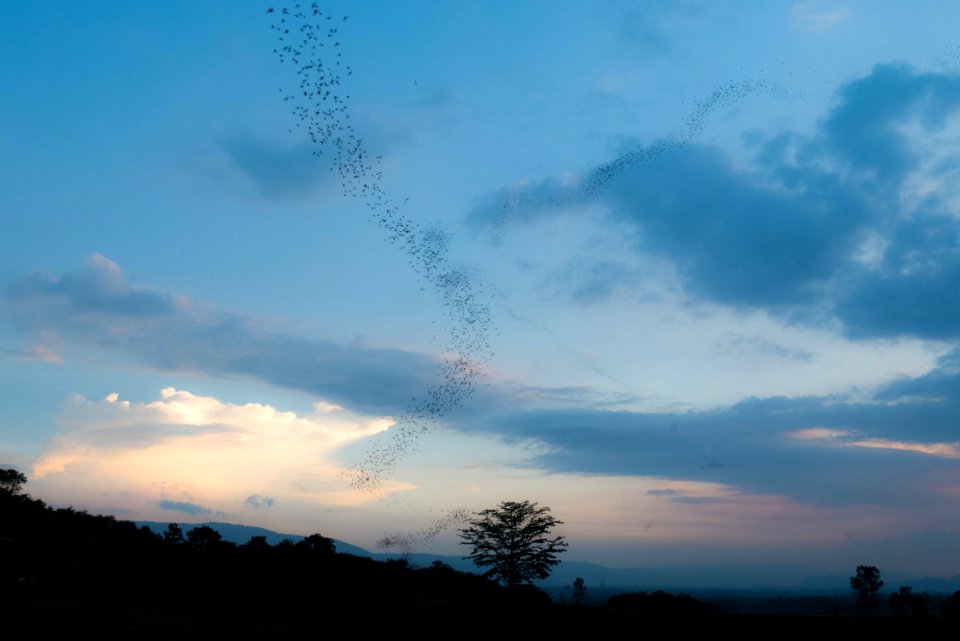 Thail, Sky, Nature