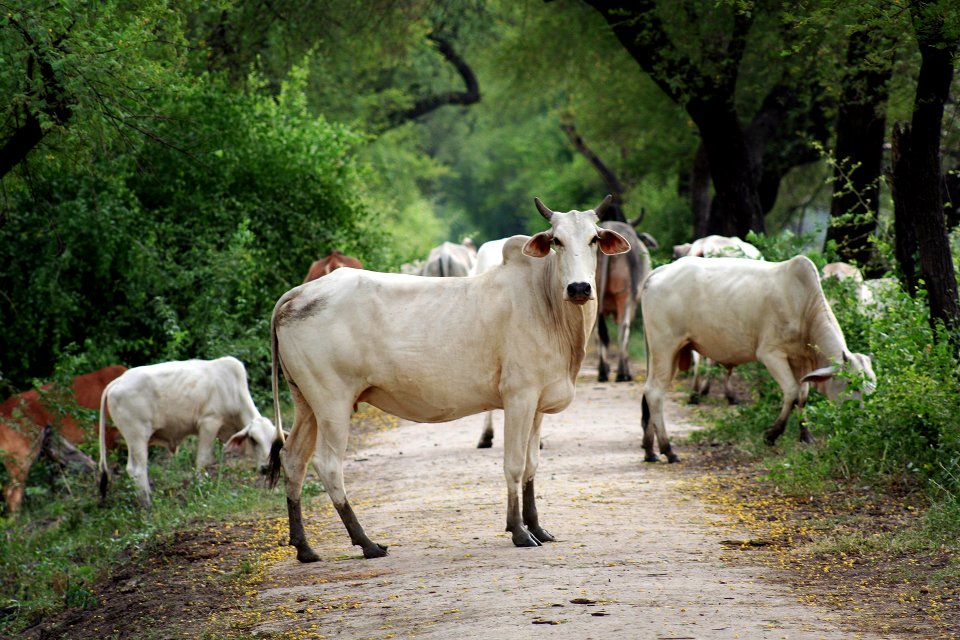 Park, Buffalo, Cow