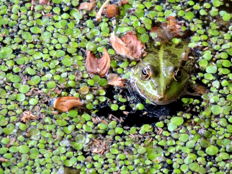 Bordeaux, France, Vert
