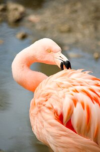 Pink flamingo zoo tiergarten