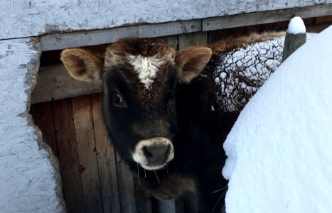 Canada, Carrot creek, Farm