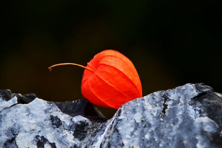 Autumn close up nature