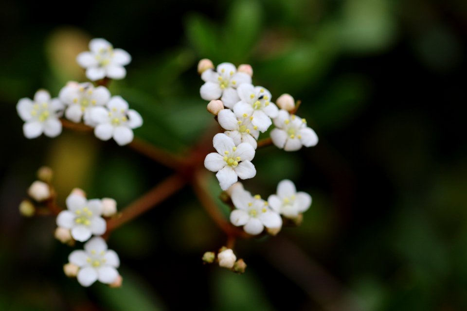 Deltona, United states, Texture