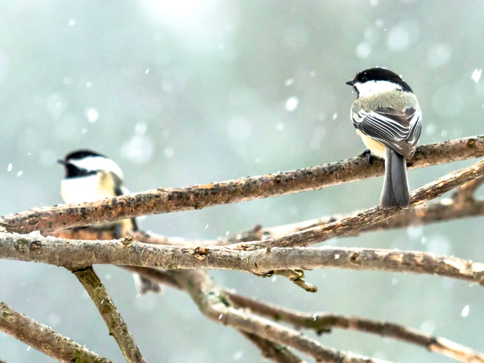 Hudson, United states, Chickadees
