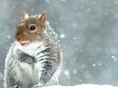 Hudson, United states, Snow