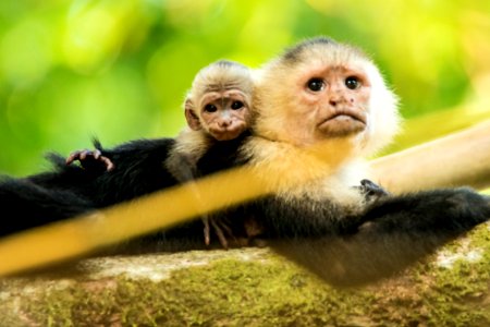 Panama, Whitefaced monkey, Capuchin monkey