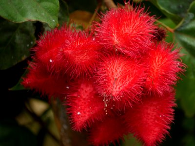 Angola, Lis, Nature