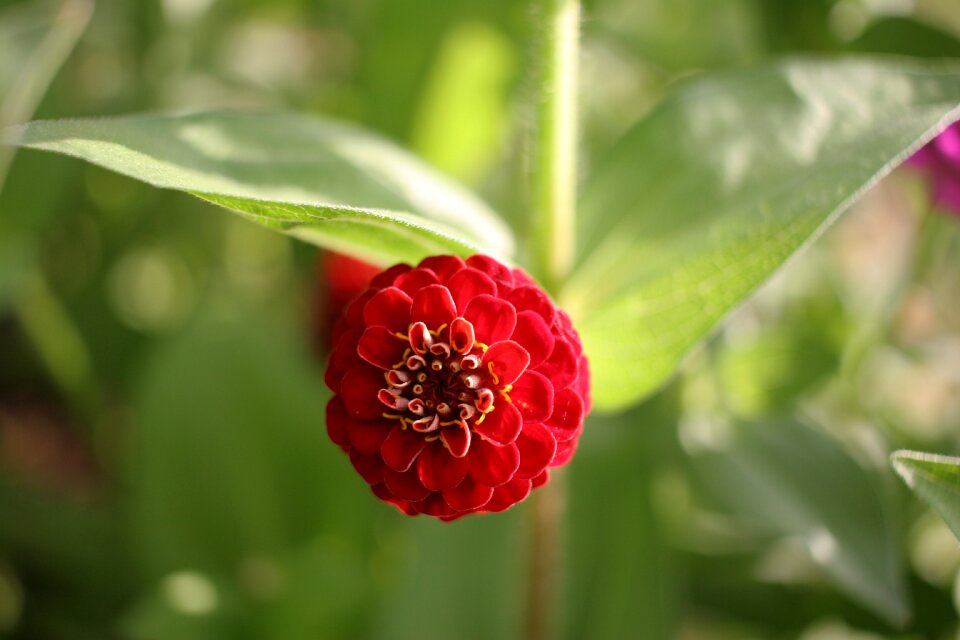 Nature blossom bloom