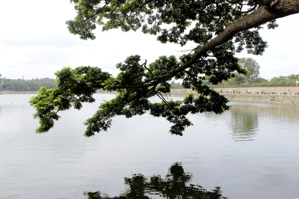 Sankey tank, Bengaluru, India
