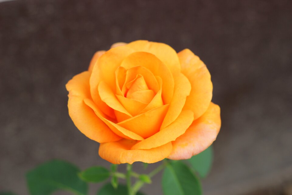Romantic love symbol nature