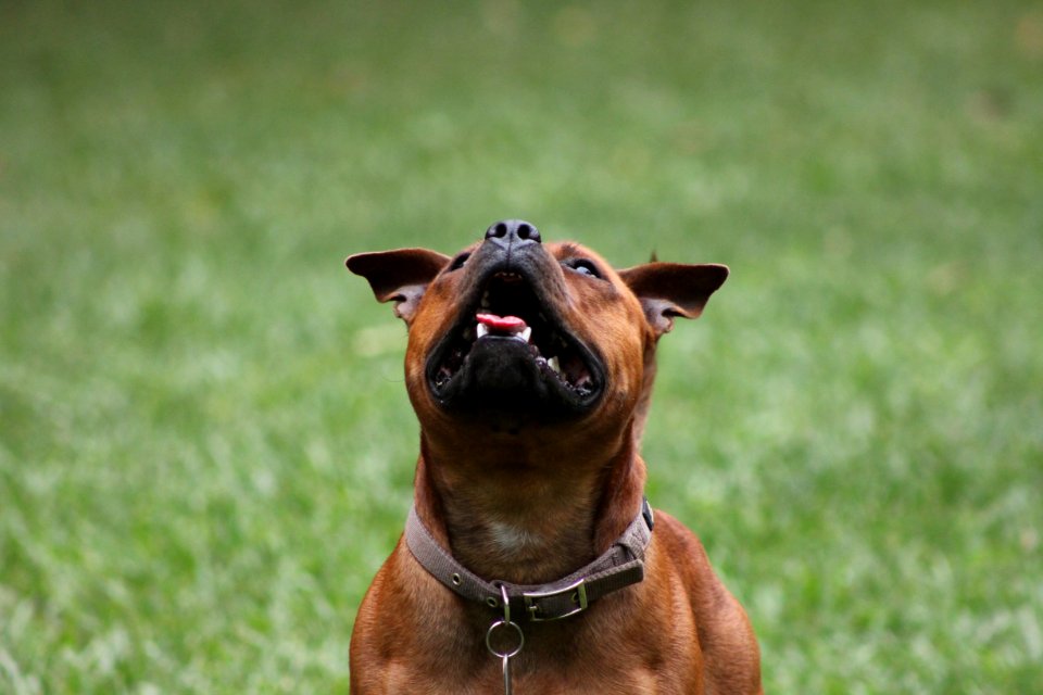 Good doggie, Dog, Basta