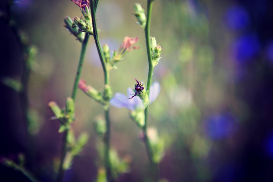 Nature, Flowers, Spider
