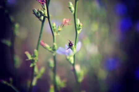 Nature, Flowers, Spider