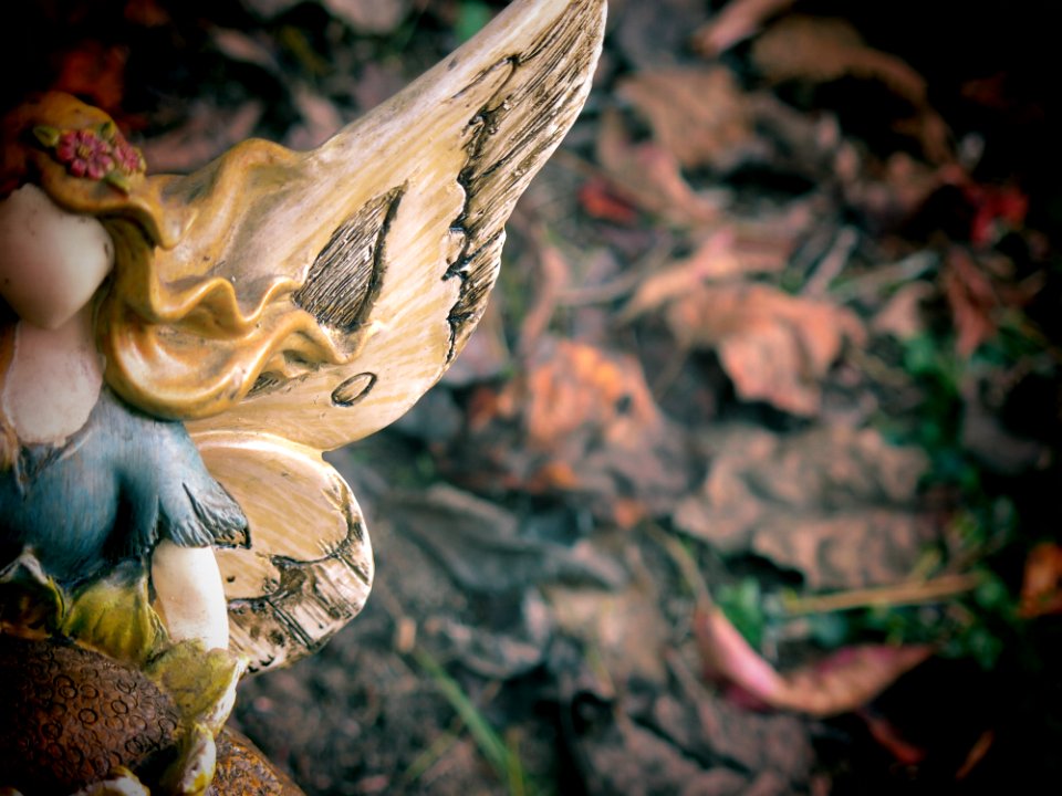 Leaves, Fall, Love