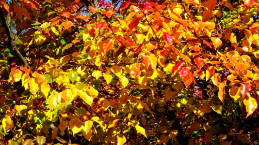 Adelaide, Australia, Autumn