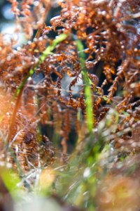Switzerl, Macro, Nature