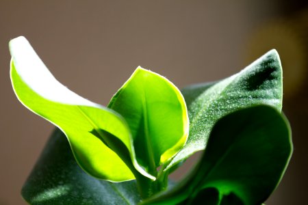 Grow, Light, Focus