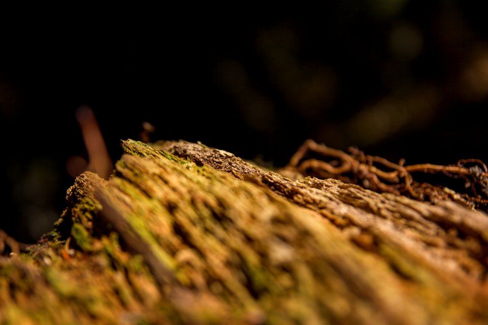 Switzerl, Forest, Bark