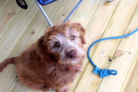 Puppy, Freia, Wood