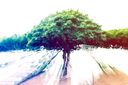Nature, Light, Tree