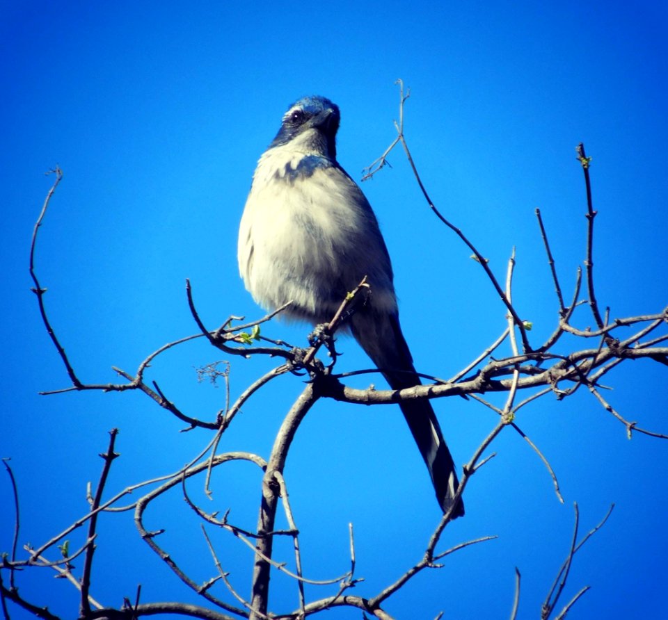 Malibu, United states, Bird