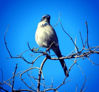 Malibu, United states, Bird photo