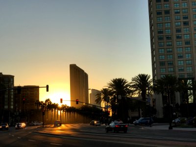 San diego, United states, Palm trees photo