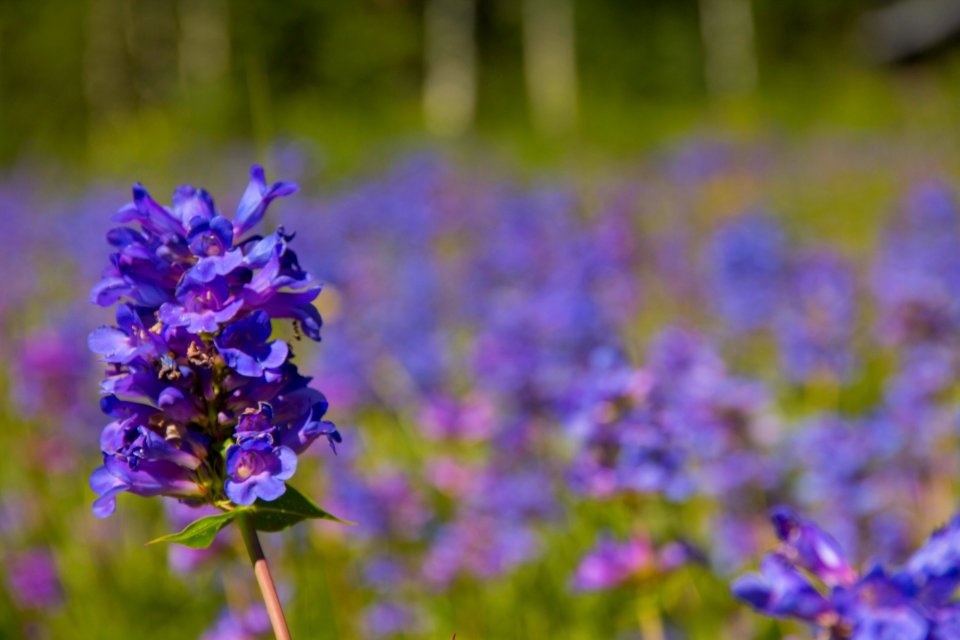 Flower, Purple, Meadow