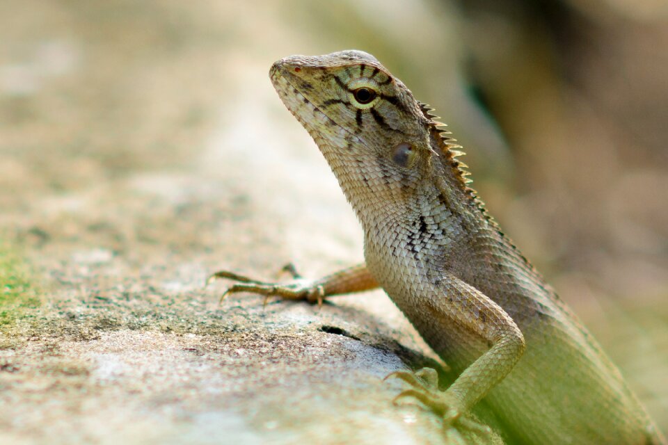 Nature lizard animal