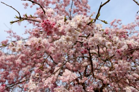 Spring, Tree, Japan photo