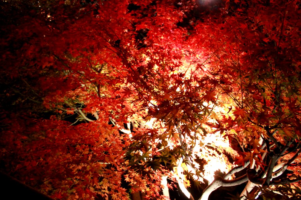 Autumn, Japan, Tree