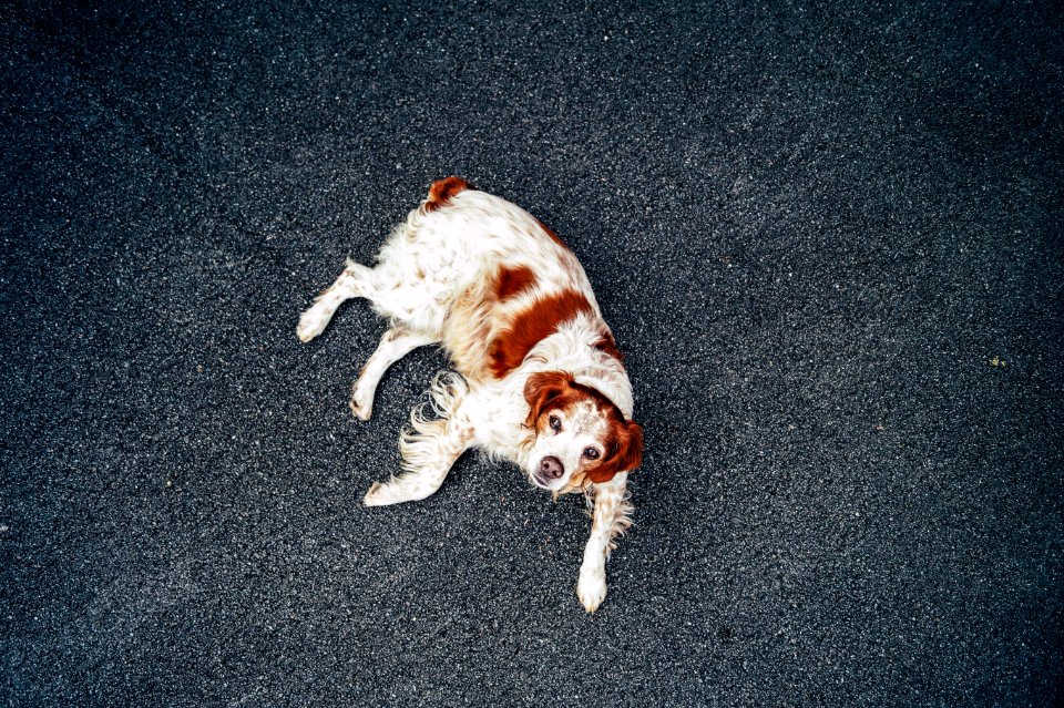 Montbliard, France, Dog