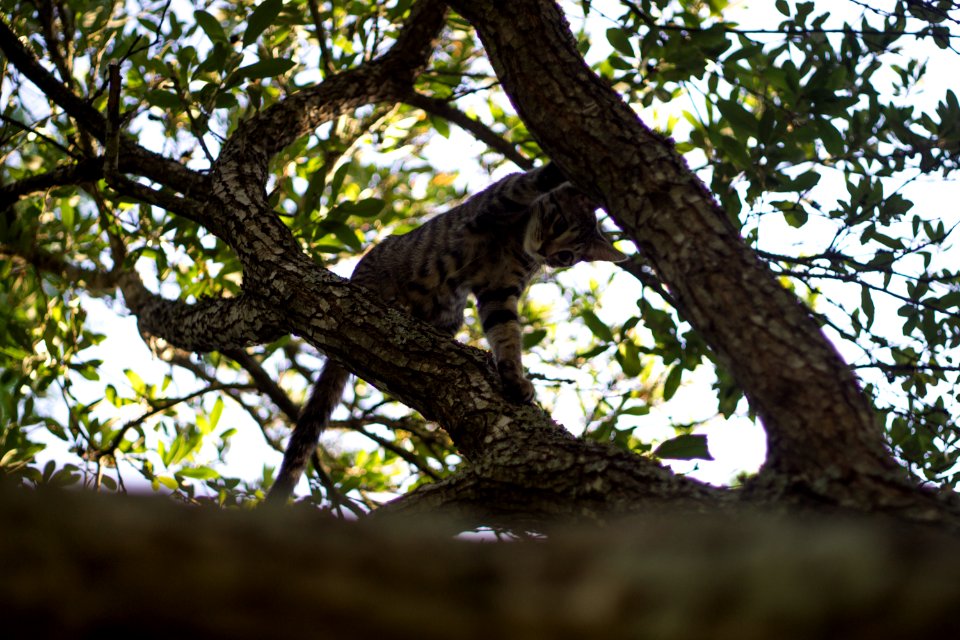 Caddo mills, United states, Climbing