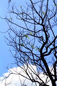 Black, Blue, Sky