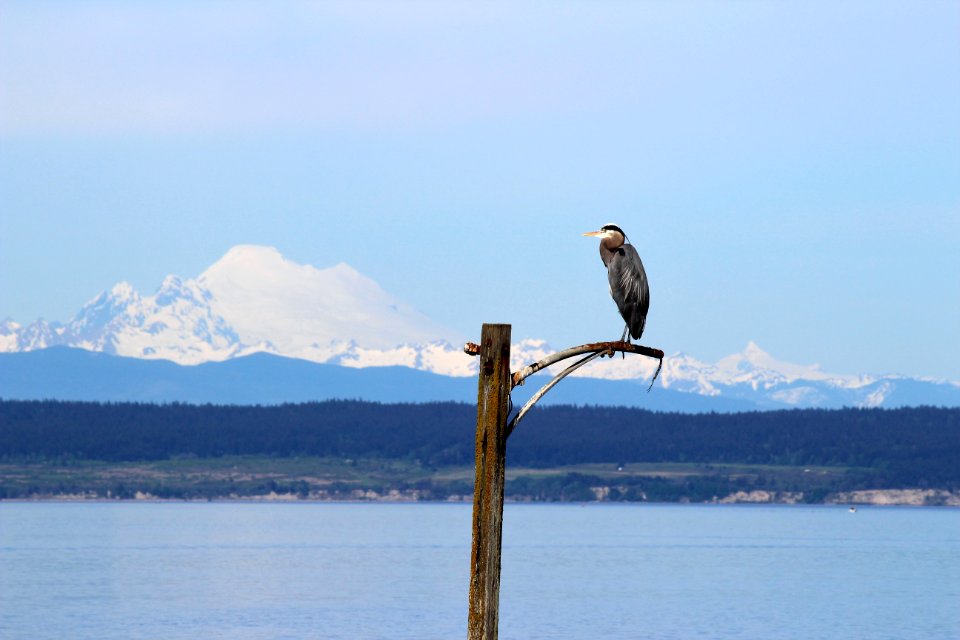 Coupeville, United states, Puget sound
