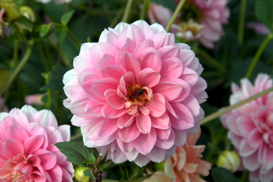 Floral petal bright