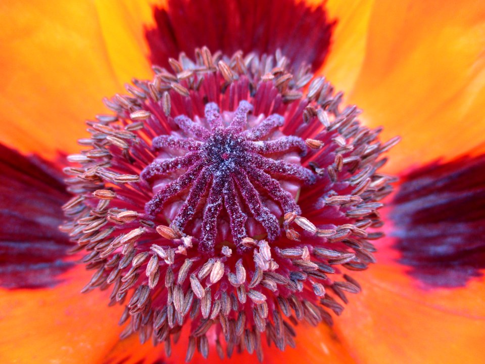 Garden, Flower, Poppy