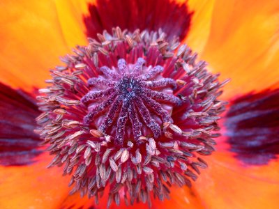 Garden, Flower, Poppy