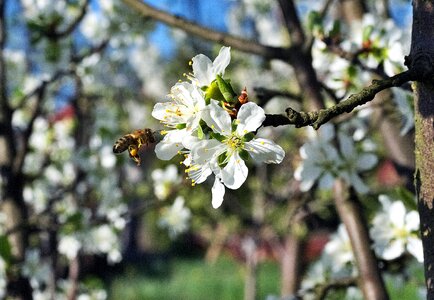 Plum garden insect