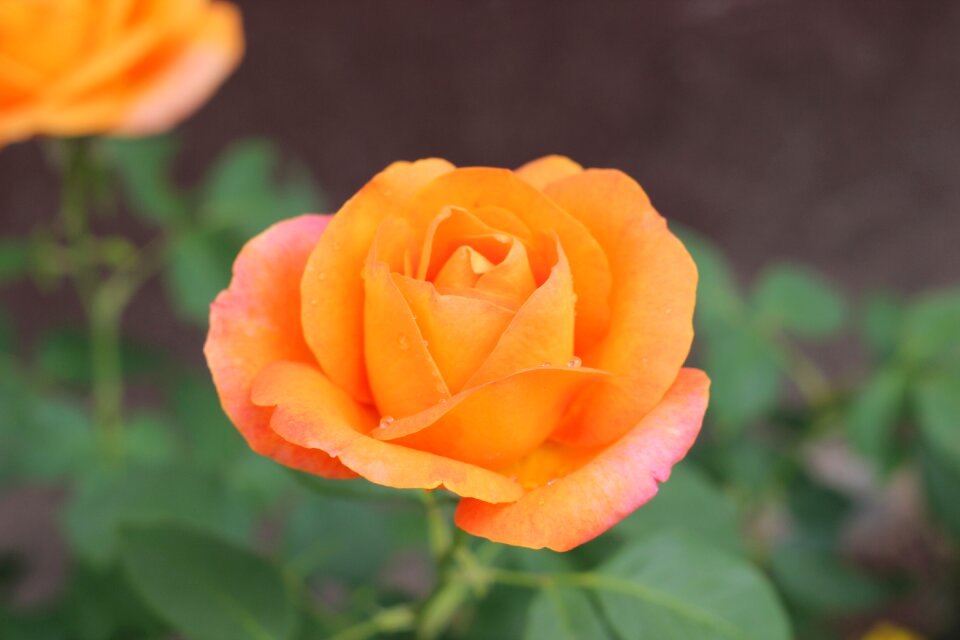 Plant romantic love symbol