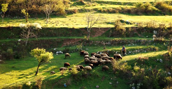 Krichim, Bulgaria, Sheep photo