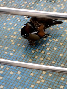 Water, Pool, Animal