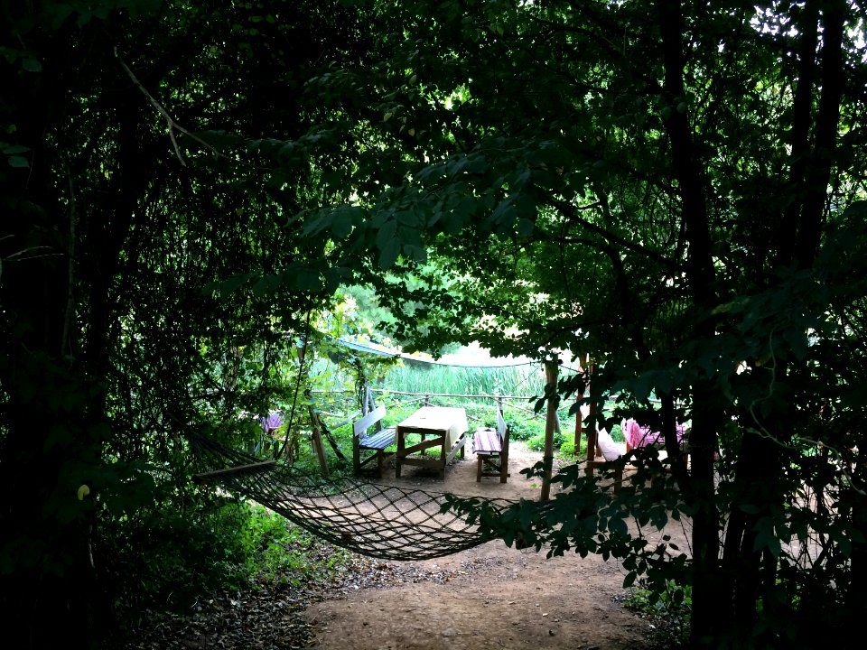 Picnic, Forest, Lake