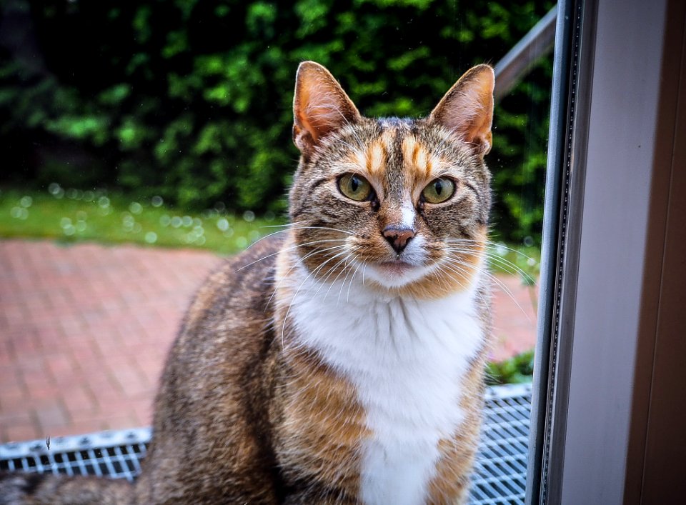 Cute, Photography, Cat