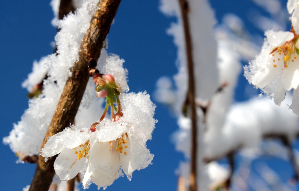 Bloom spring branch