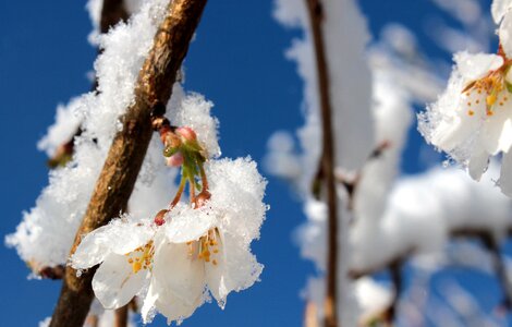 Bloom spring branch photo