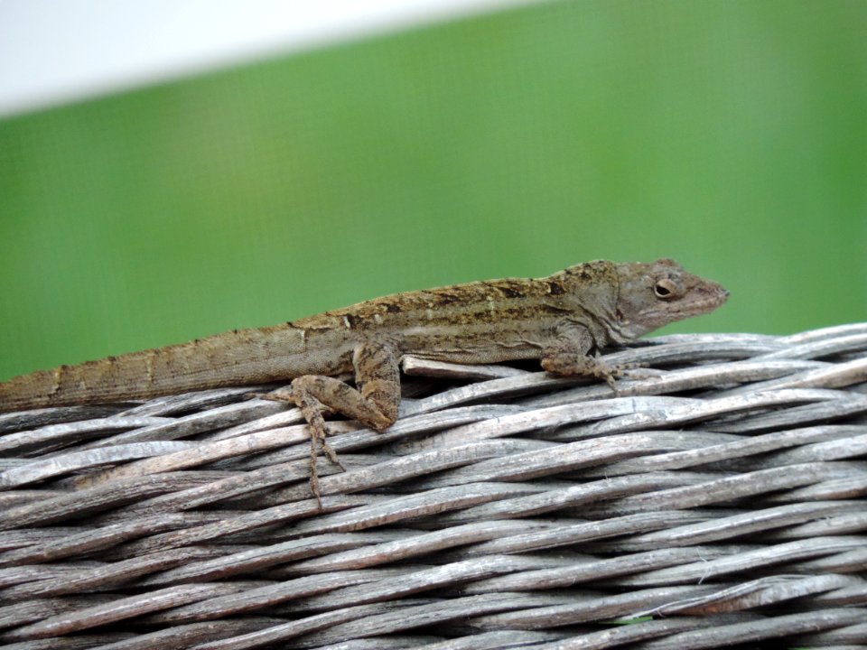 Boca raton, Florida, United states